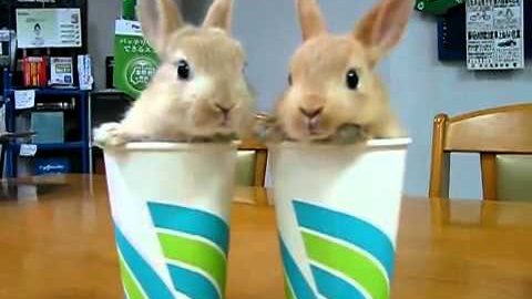 We may be hardened gamers, content to bitch-slap our slave-girls till the cows come home but two bunnies in cups are still cute enough to make us go awwwwwww