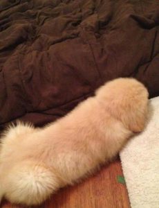 Sometimes I worry about Gow and the pictures he sends me of penis shaped dogs