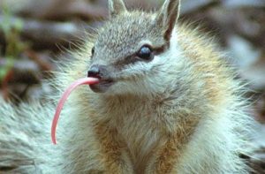 This is a Numbat, isn't it the greatest thing ever