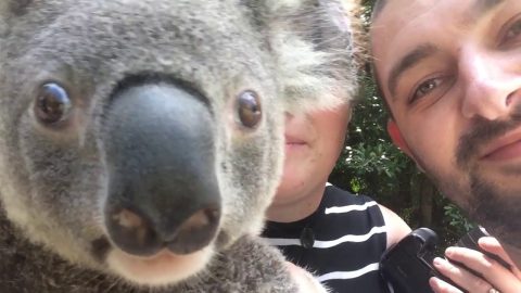Jo got to hug a Koala | Vlog